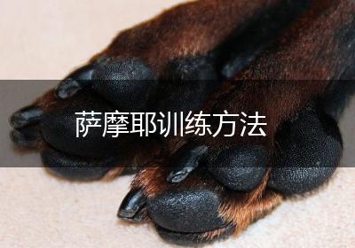 萨摩耶训练方法