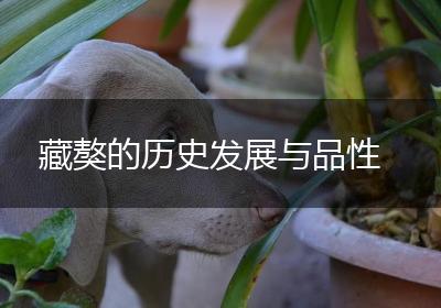 藏獒的历史发展与品性
