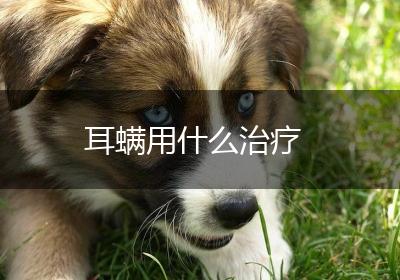 耳螨用什么治疗