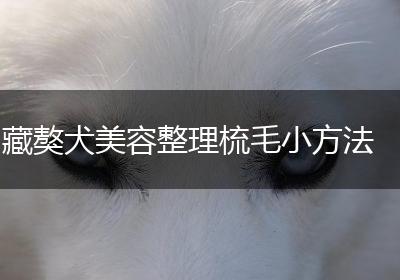 藏獒犬美容整理梳毛小方法