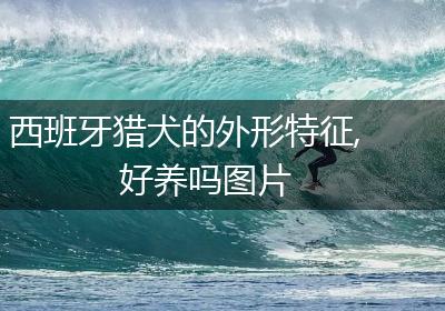 西班牙猎犬的外形特征,好养吗图片