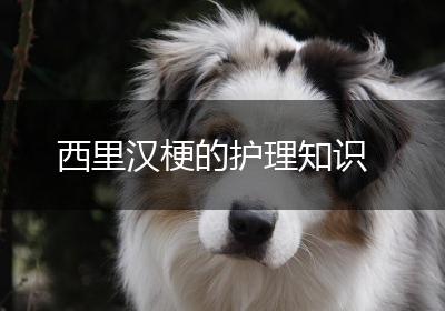 西里汉梗的护理知识