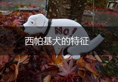 西帕基犬的特征