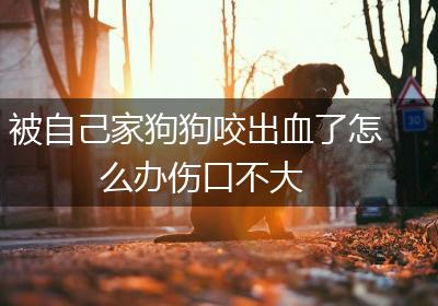 被自己家狗狗咬出血了怎么办伤口不大