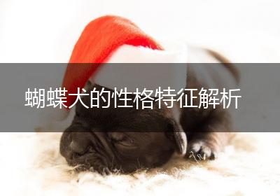 蝴蝶犬的性格特征解析