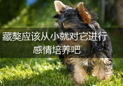 藏獒应该从小就对它进行感情培养吧