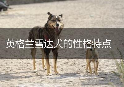 英格兰雪达犬的性格特点