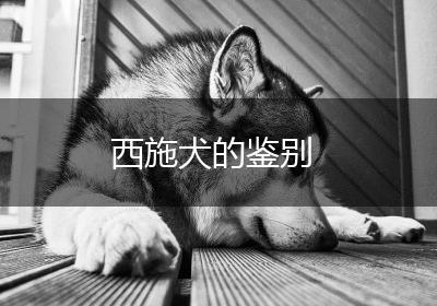 西施犬的鉴别