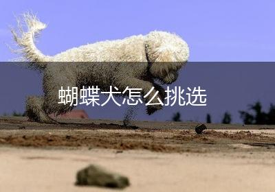 蝴蝶犬怎么挑选