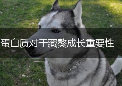 蛋白质对于藏獒成长重要性