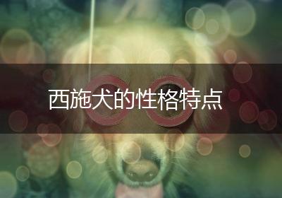 西施犬的性格特点
