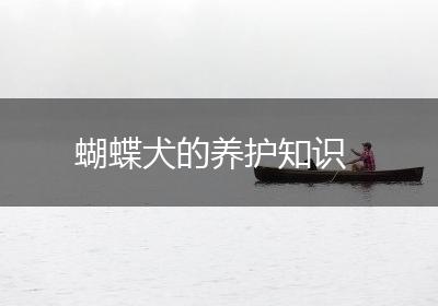 蝴蝶犬的养护知识