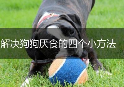 解决狗狗厌食的四个小方法