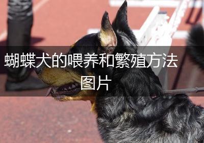蝴蝶犬的喂养和繁殖方法图片
