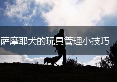 萨摩耶犬的玩具管理小技巧