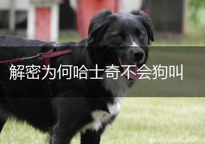 解密为何哈士奇不会狗叫