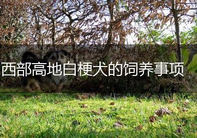 西部高地白梗犬的饲养事项