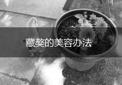 藏獒的美容办法