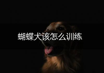 蝴蝶犬该怎么训练