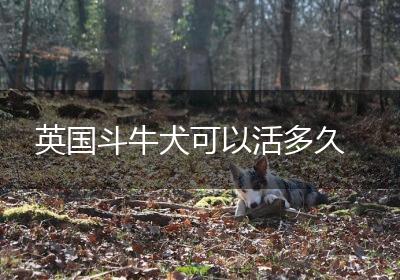 英国斗牛犬可以活多久
