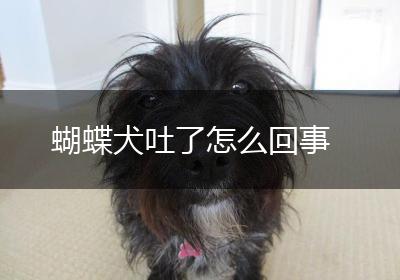 蝴蝶犬吐了怎么回事