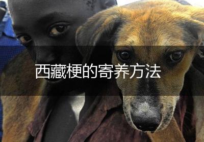 西藏梗的寄养方法