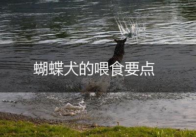蝴蝶犬的喂食要点