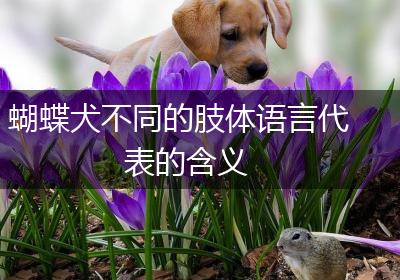 蝴蝶犬不同的肢体语言代表的含义