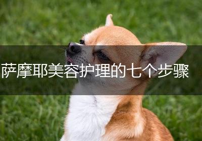 萨摩耶美容护理的七个步骤