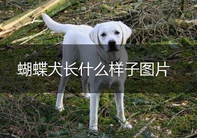 蝴蝶犬长什么样子图片