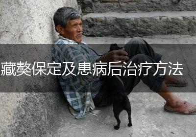 藏獒保定及患病后治疗方法