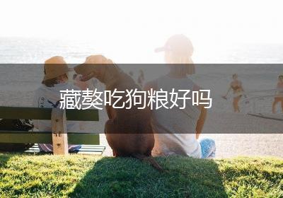 藏獒吃狗粮好吗