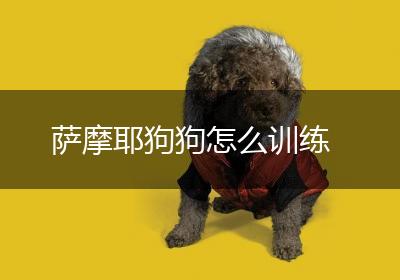 萨摩耶狗狗怎么训练