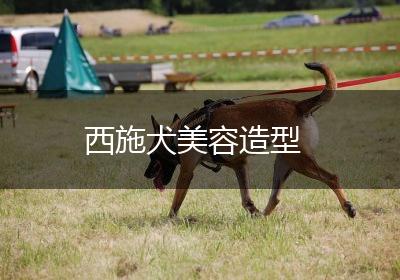 西施犬美容造型