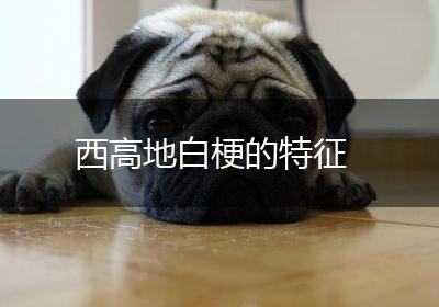 西高地白梗的特征