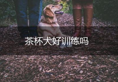 茶杯犬好训练吗