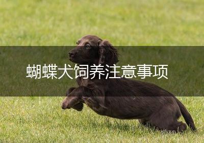 蝴蝶犬饲养注意事项