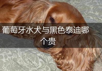 葡萄牙水犬与黑色泰迪哪个贵
