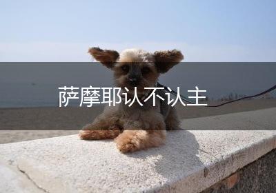 萨摩耶认不认主