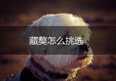 藏獒怎么挑选