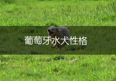 葡萄牙水犬性格