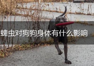 蜱虫对狗狗身体有什么影响