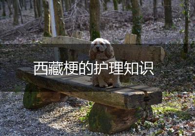 西藏梗的护理知识