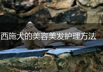 西施犬的美容美发护理方法