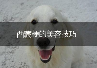西藏梗的美容技巧