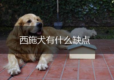 西施犬有什么缺点