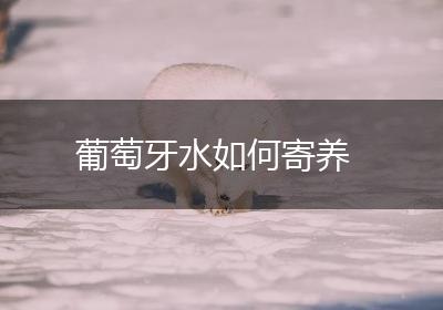 葡萄牙水如何寄养