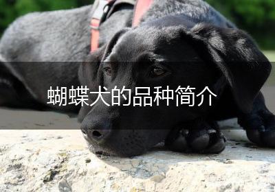 蝴蝶犬的品种简介