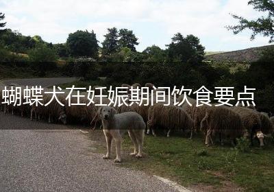 蝴蝶犬在妊娠期间饮食要点