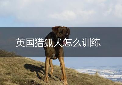 英国猎狐犬怎么训练